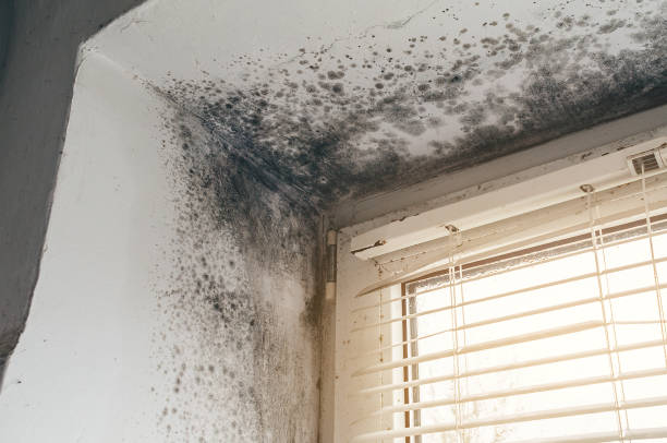 Affordable Basement Mold Removal solutions in Lyndhurst, VA