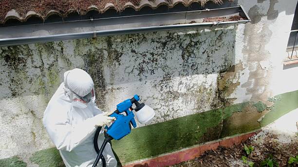 Top rated local Basement Mold Removal specialists in Lyndhurst, VA